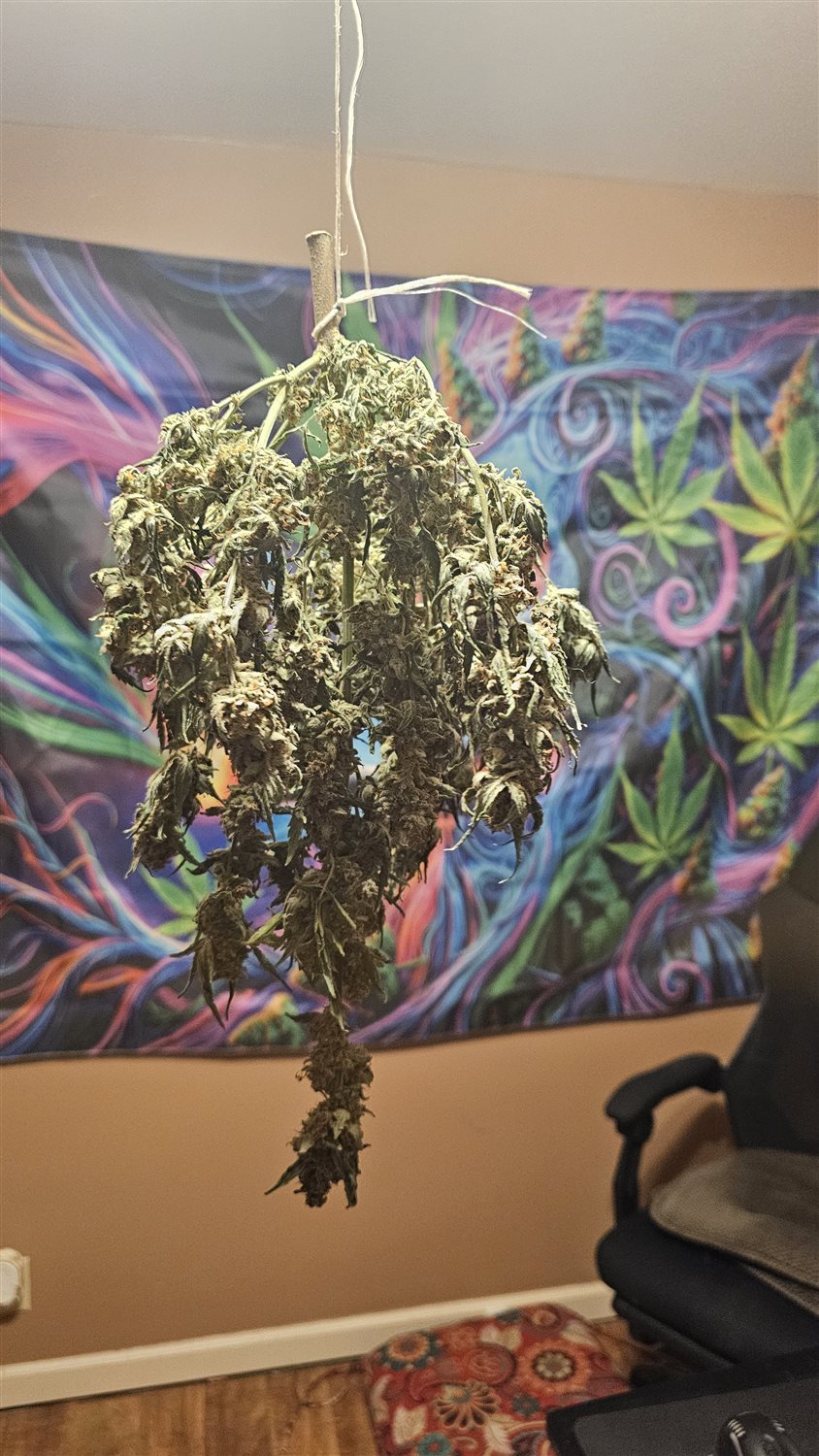 Featured Plant Image