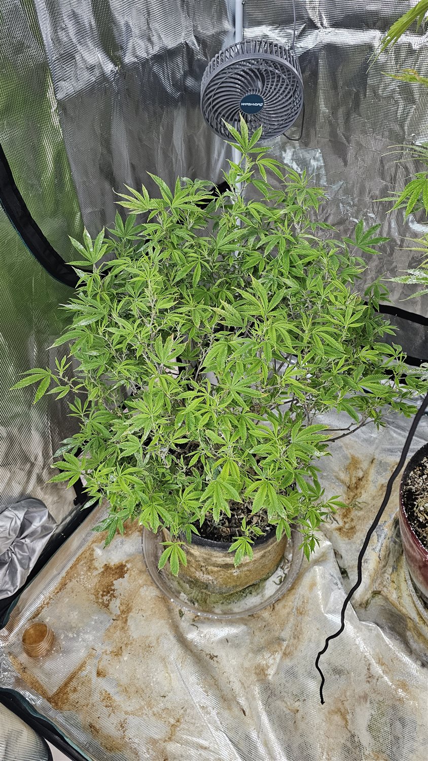 Featured Plant Image