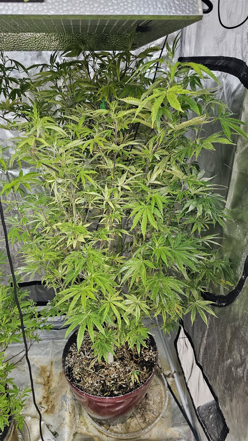 Featured Plant Image