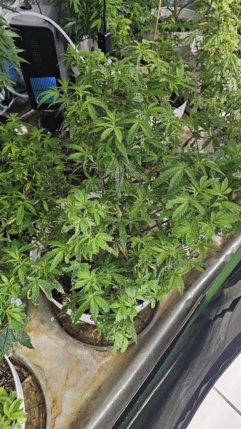 Featured Plant Image