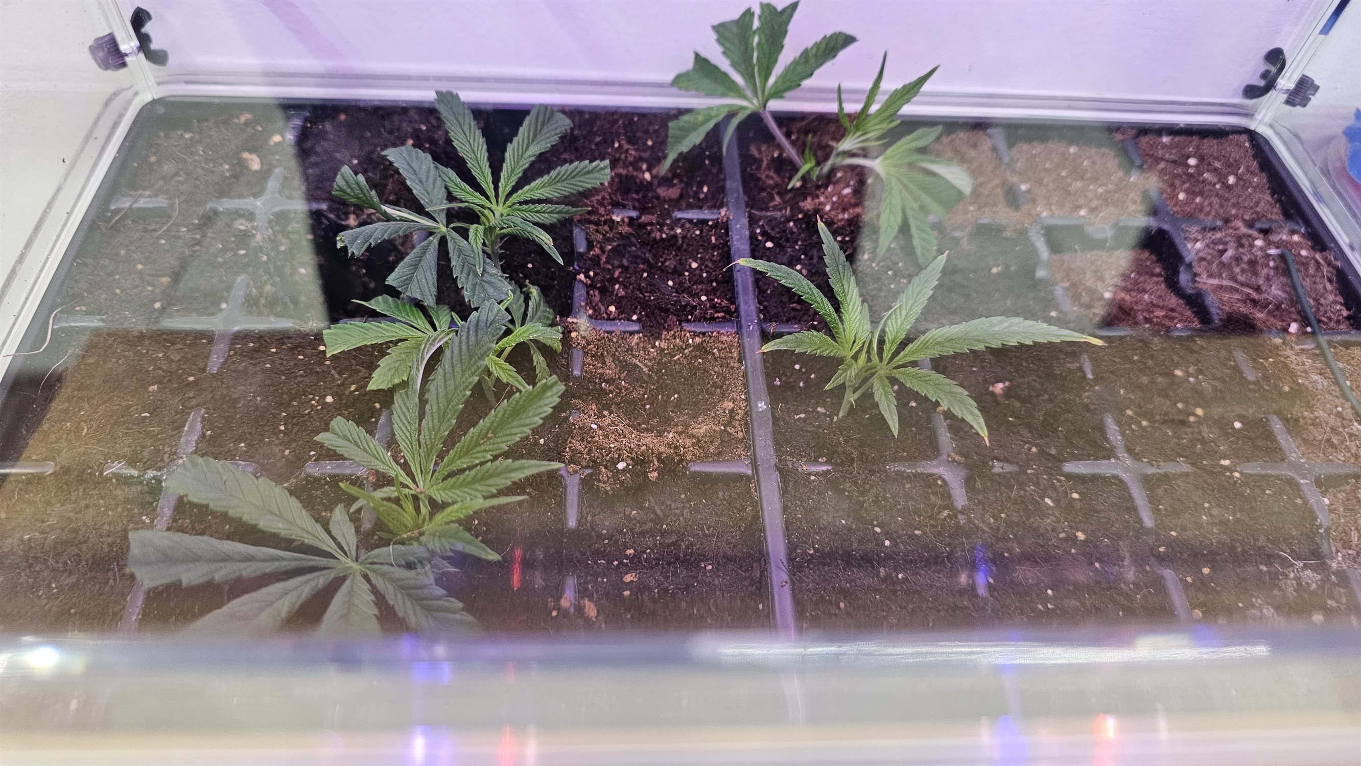 Featured Plant Image