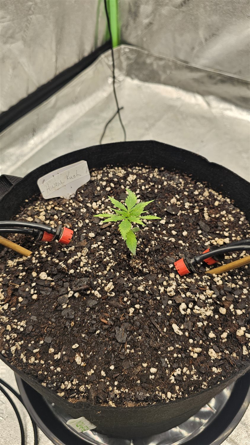 Hindu Kush plant photo