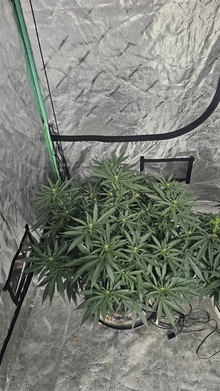 Hindu Kush plant image