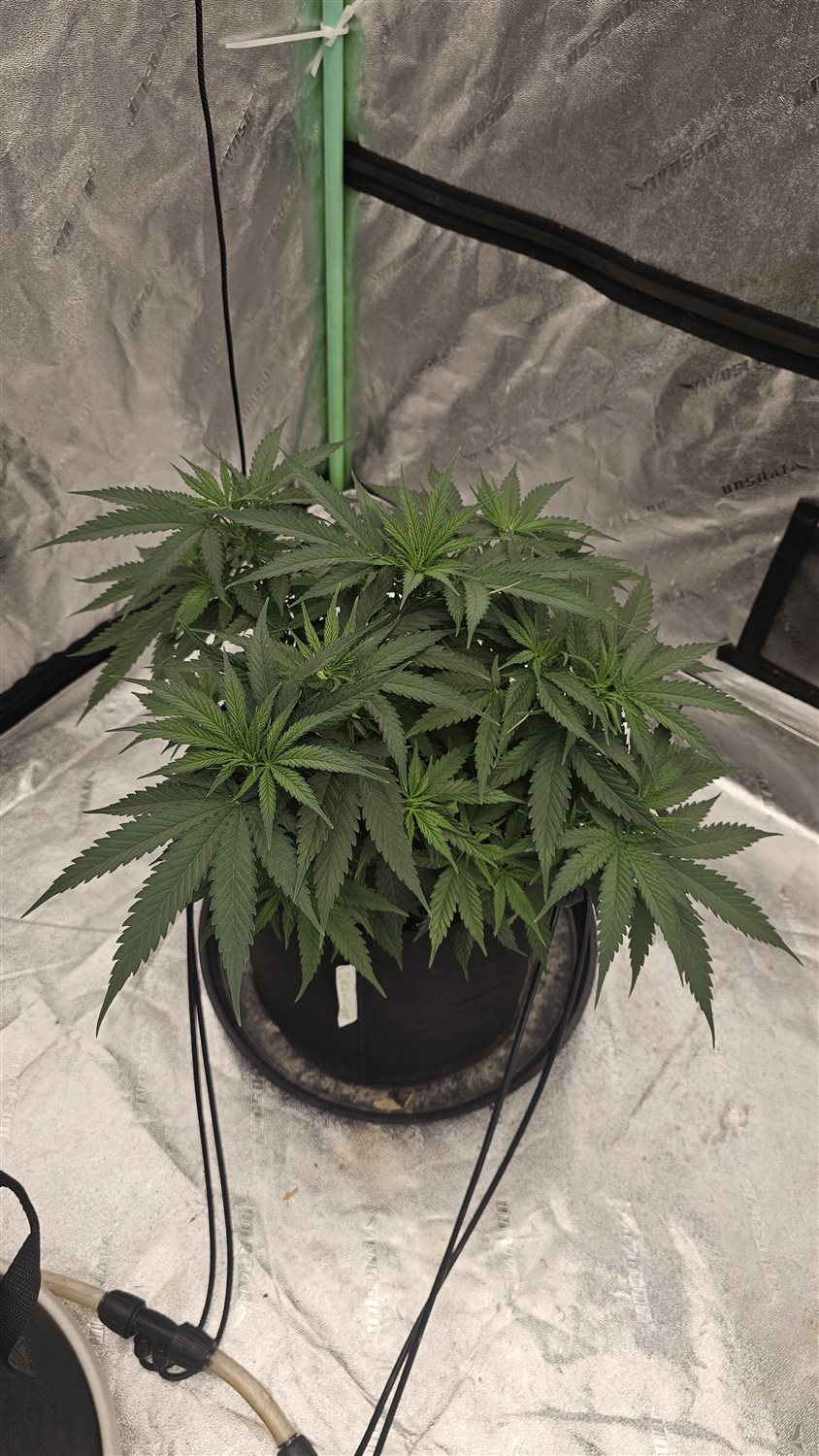 Hindu Kush plant image