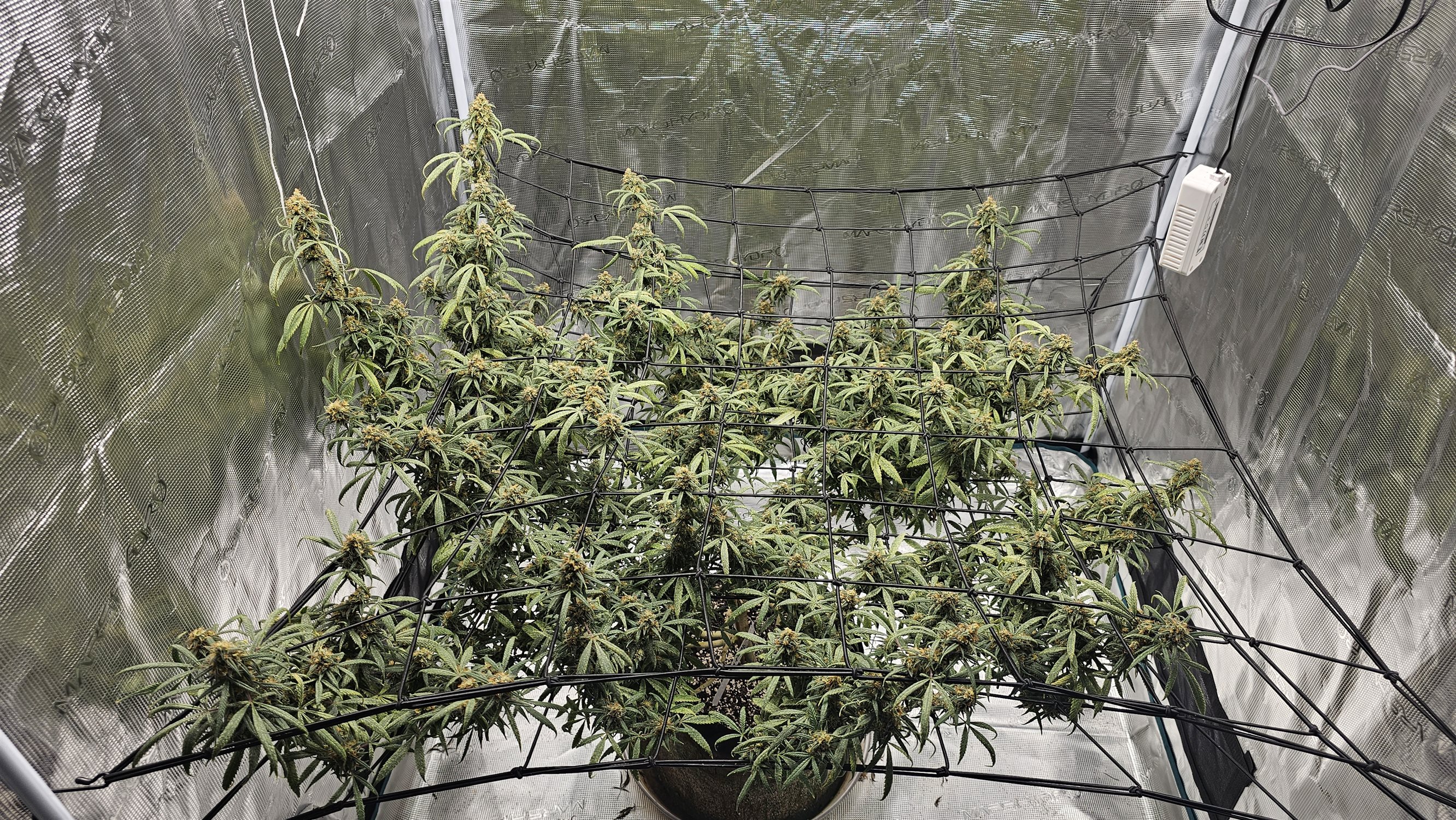 velvet moon plant image