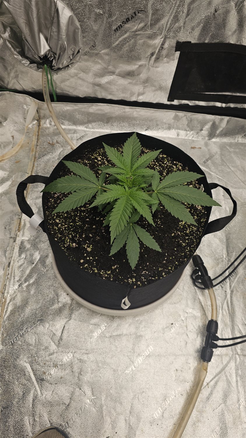 Hindu Kush plant photo