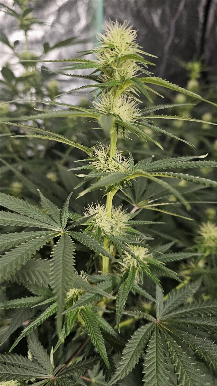 Hindu Kush plant image