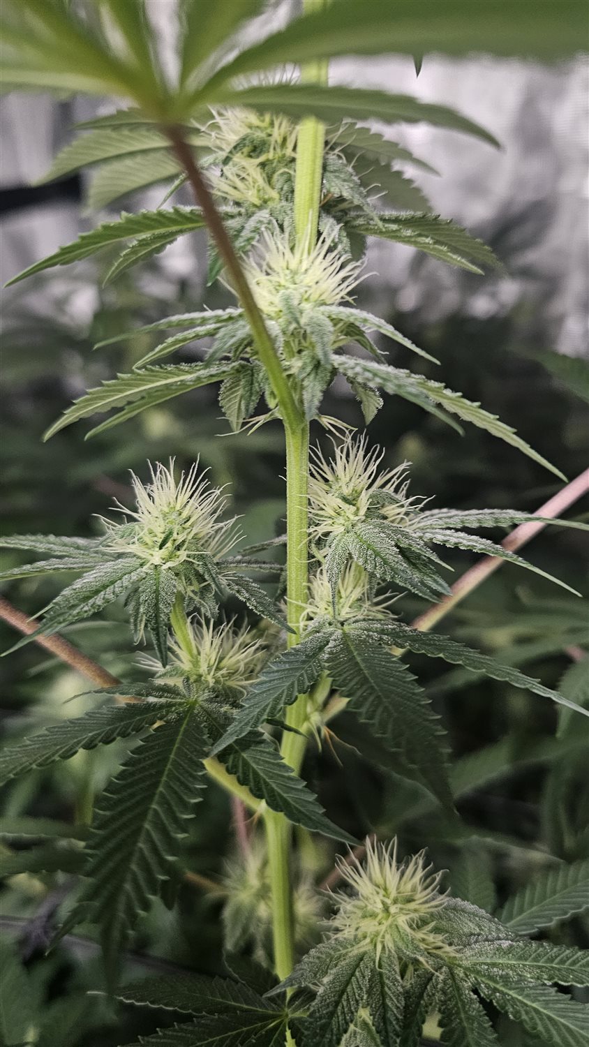 Fruity pebbles  plant image