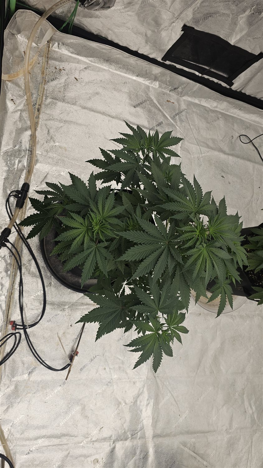 Fruity pebbles  plant photo