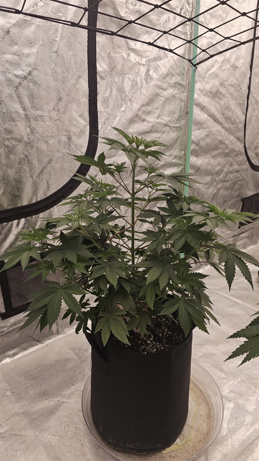 Fruity pebbles  plant photo
