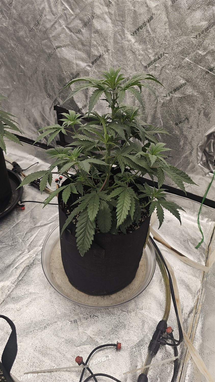 Granddaddy Purple plant photo