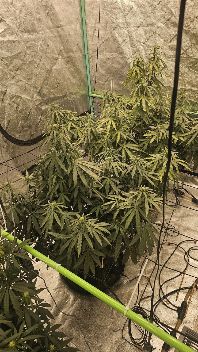 Granddaddy Purple plant image