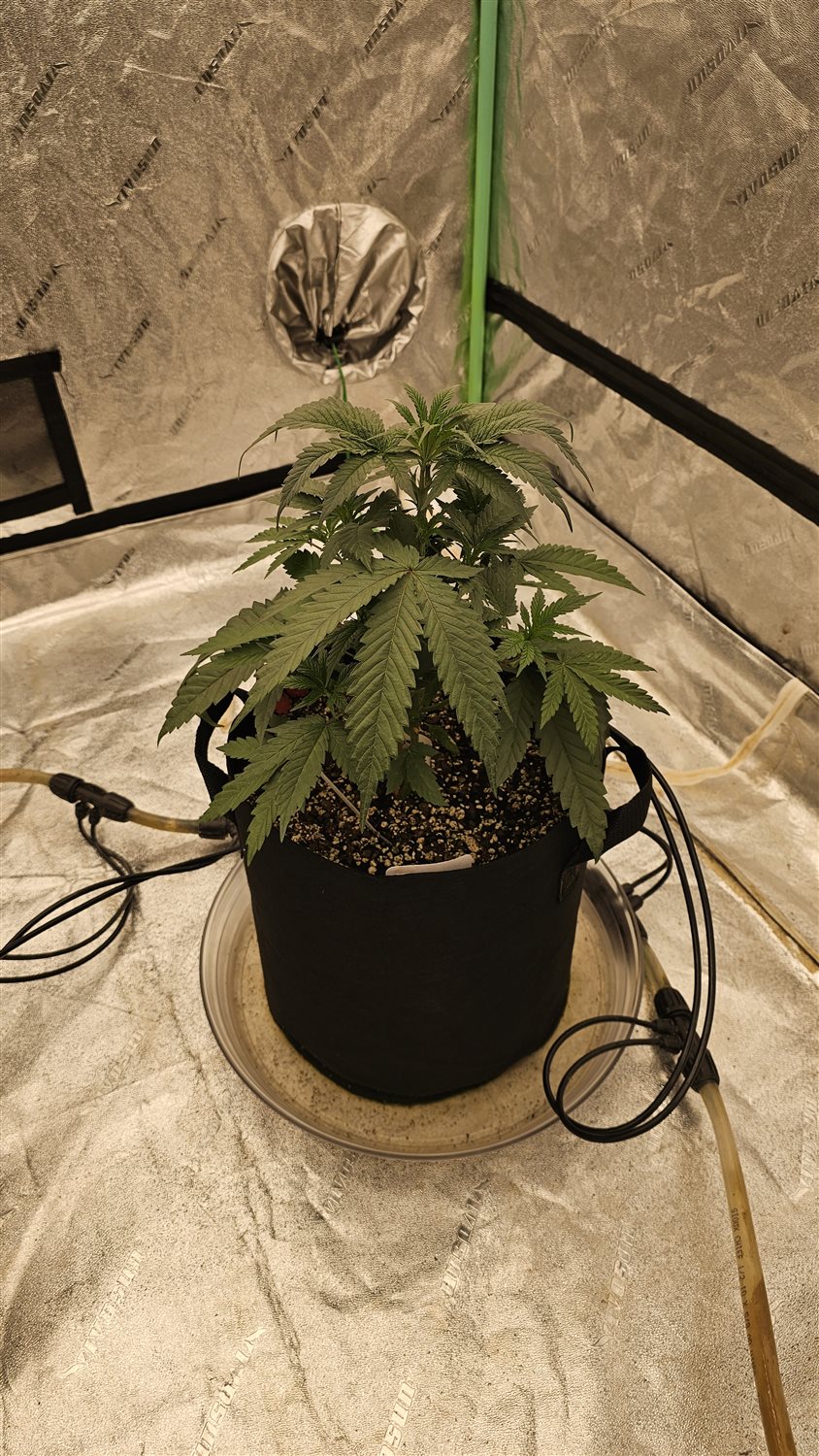 Granddaddy Purple plant photo