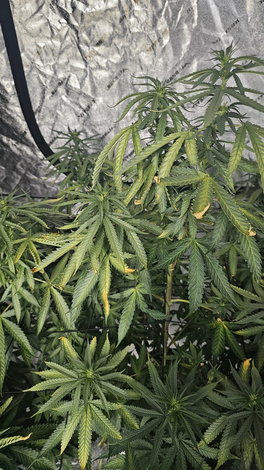 Granddaddy Purple plant photo