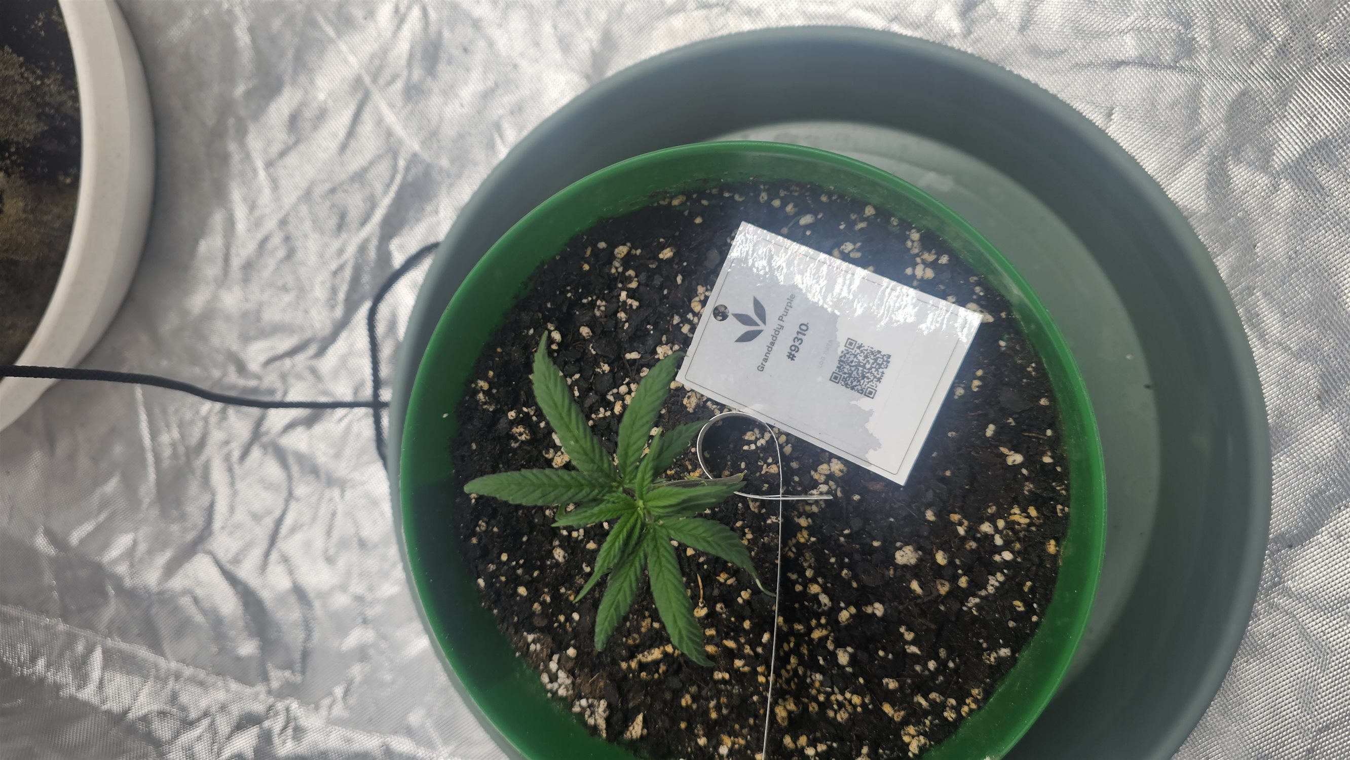 Grandaddy Purple plant image