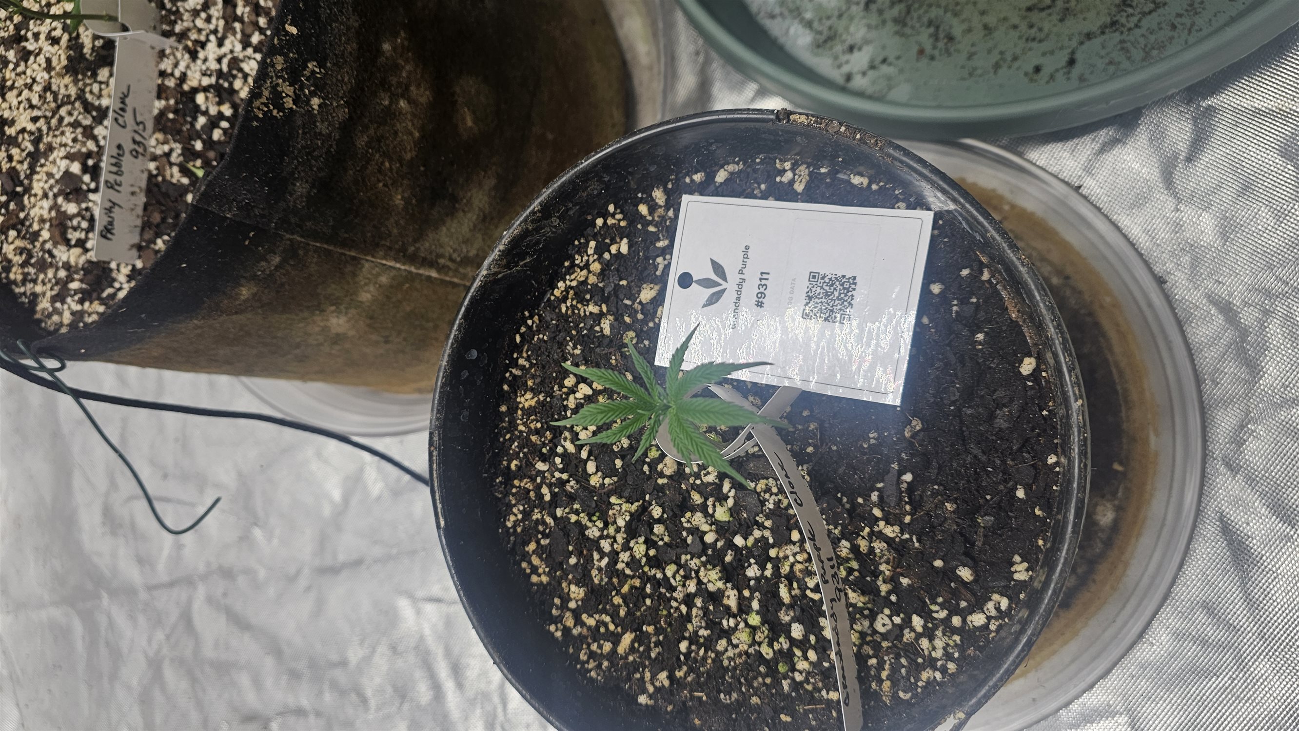 Grandaddy Purple plant image