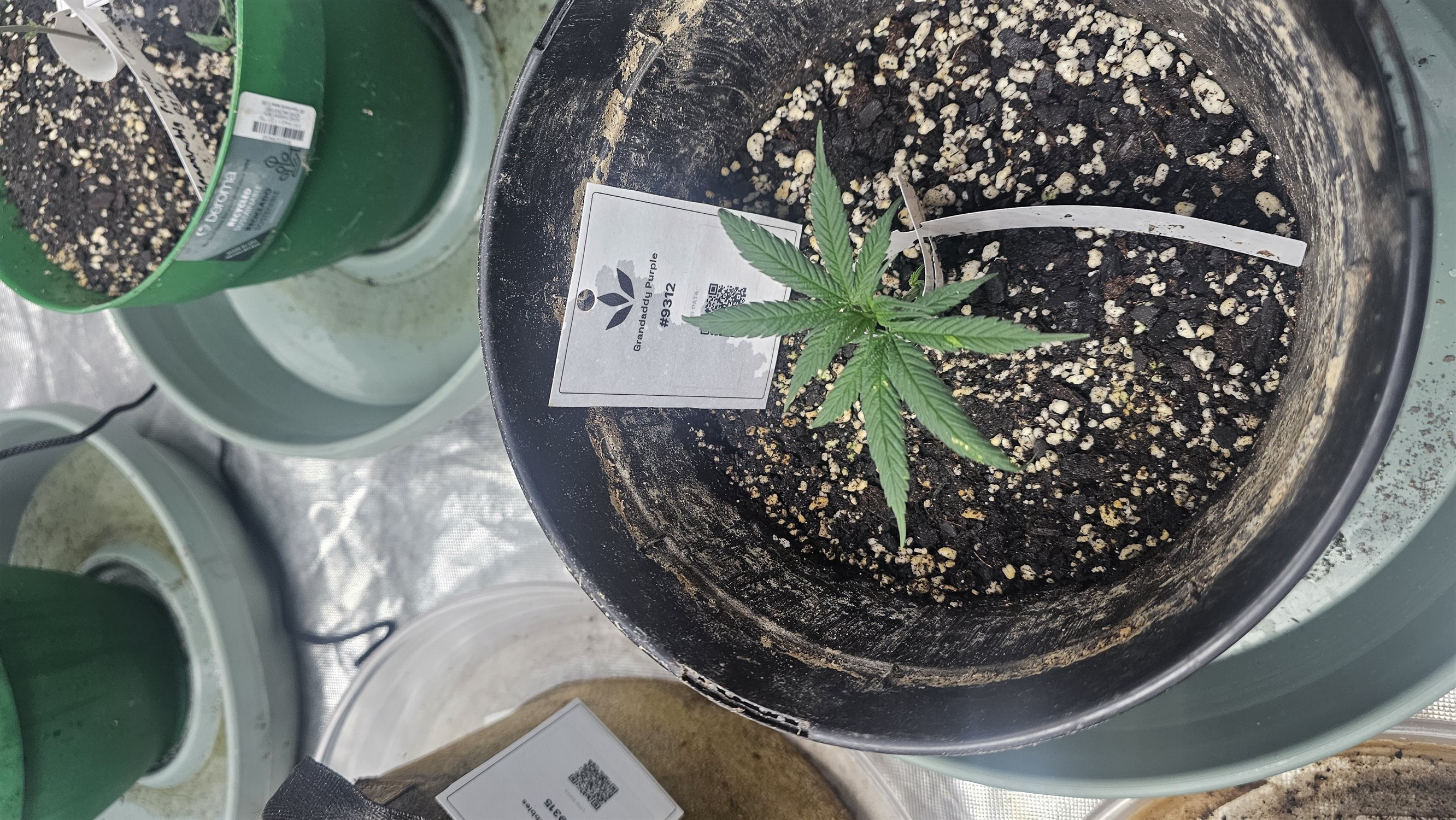 Grandaddy Purple plant image