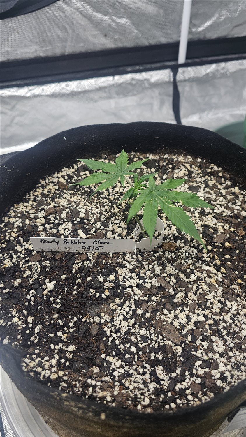 Fruity Pebbles  plant image