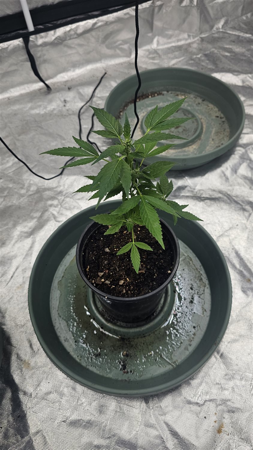 Alcopolco gold/ tropical Hawaiian  plant photo
