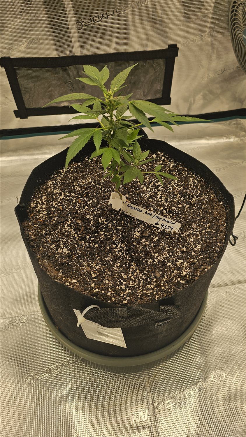 Alcopolco gold/ tropical Hawaiian  plant image