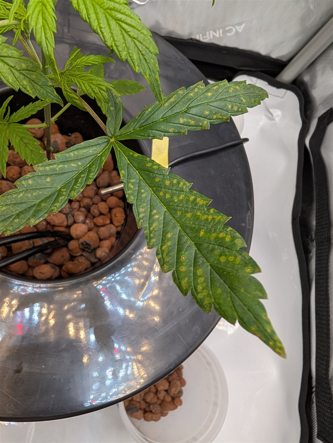 Featured Plant Image