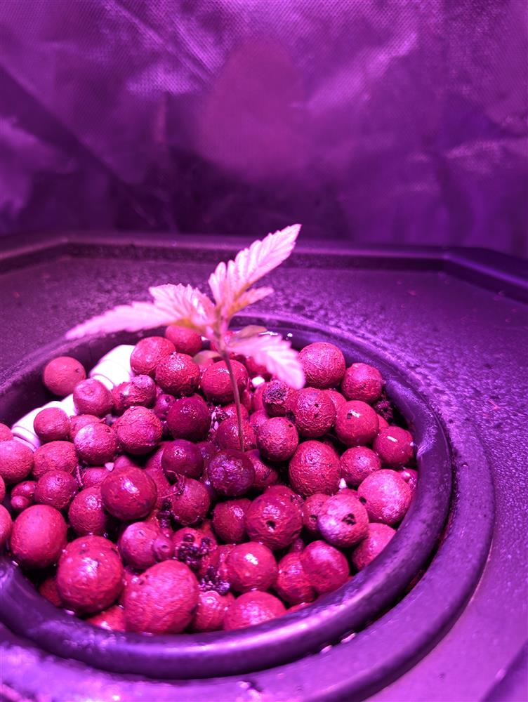 Featured Plant Image