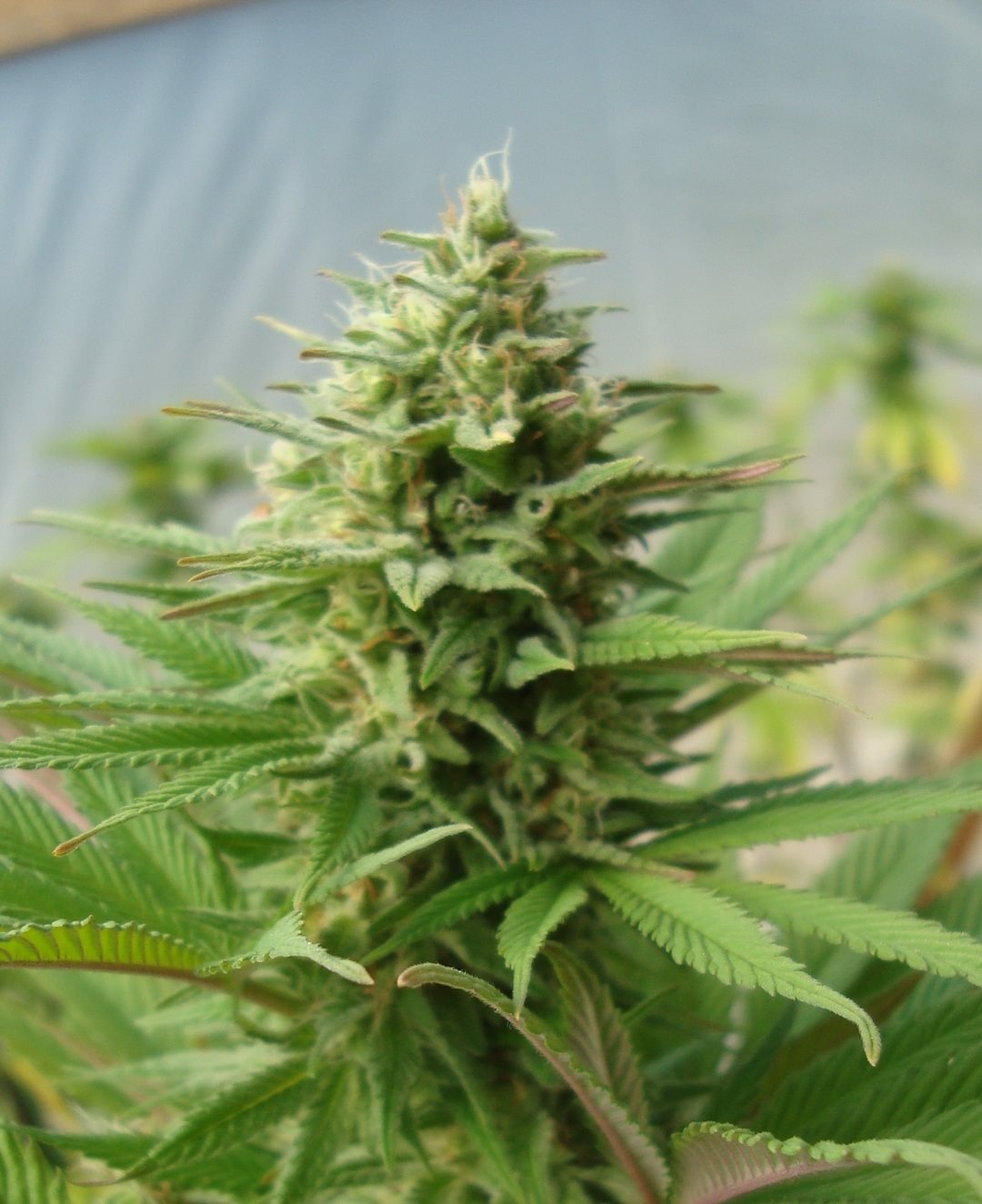 Featured Plant Image