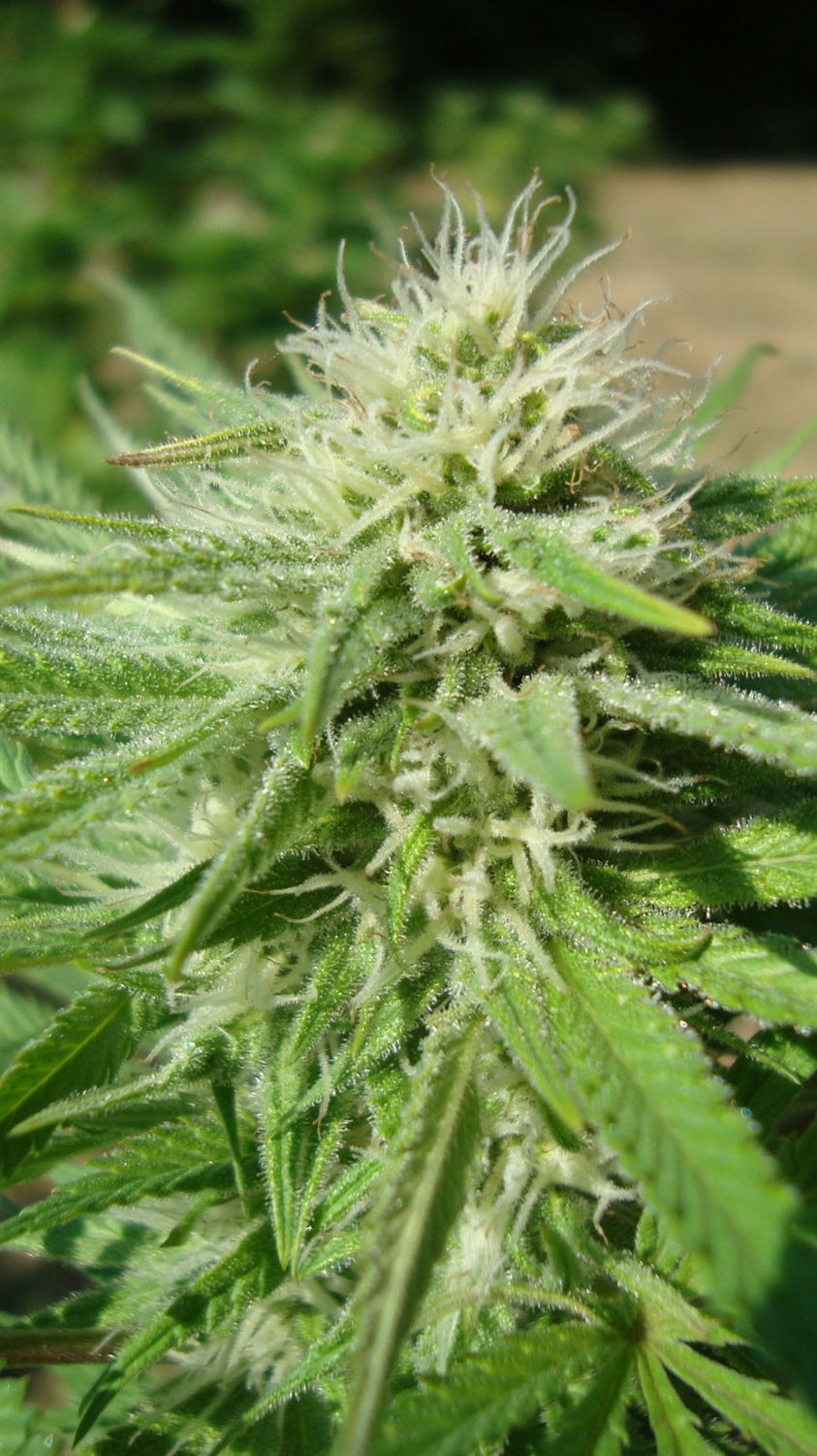 Featured Plant Image