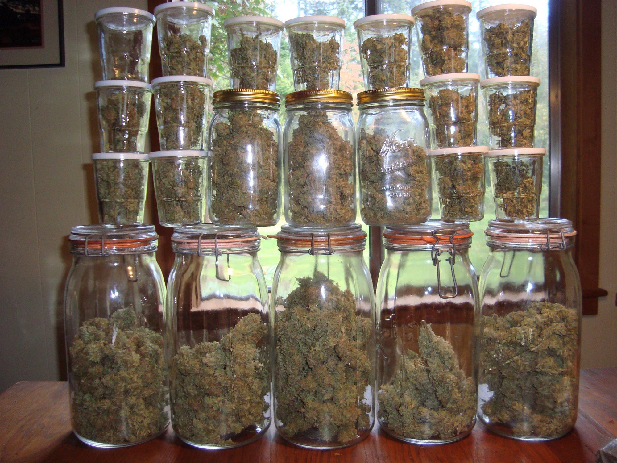 Featured Plant Image