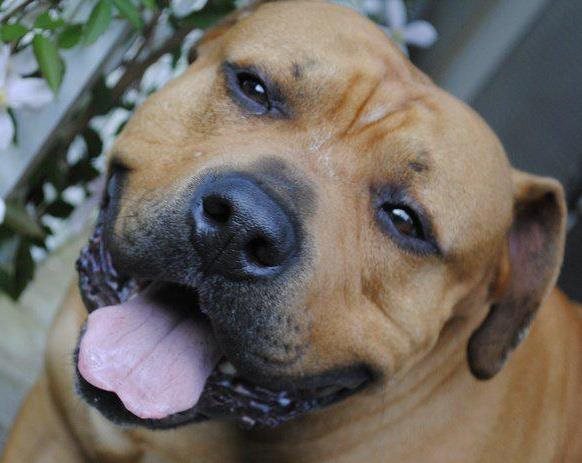 Featured Plant Image