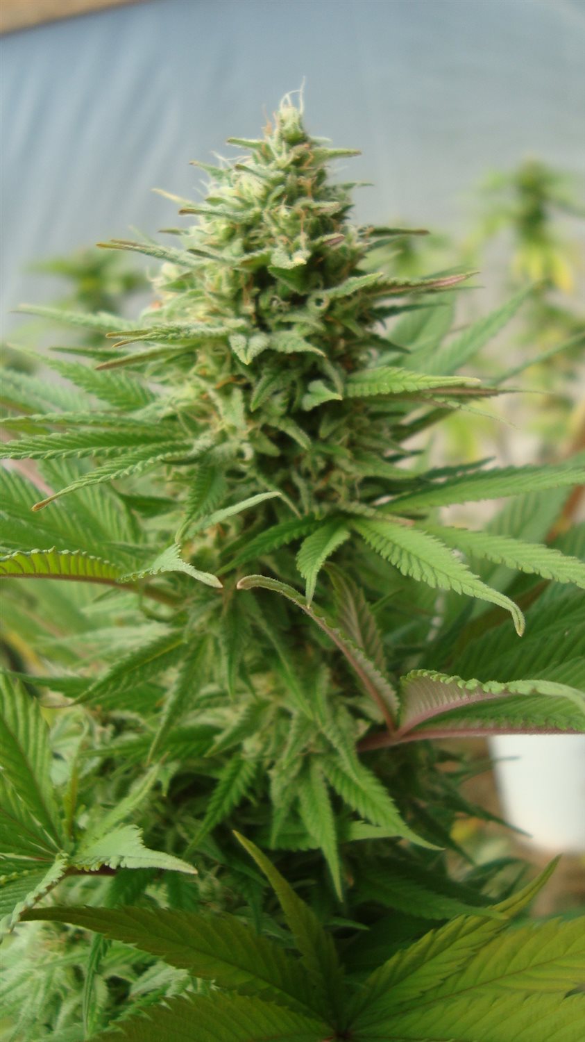 Featured Plant Image