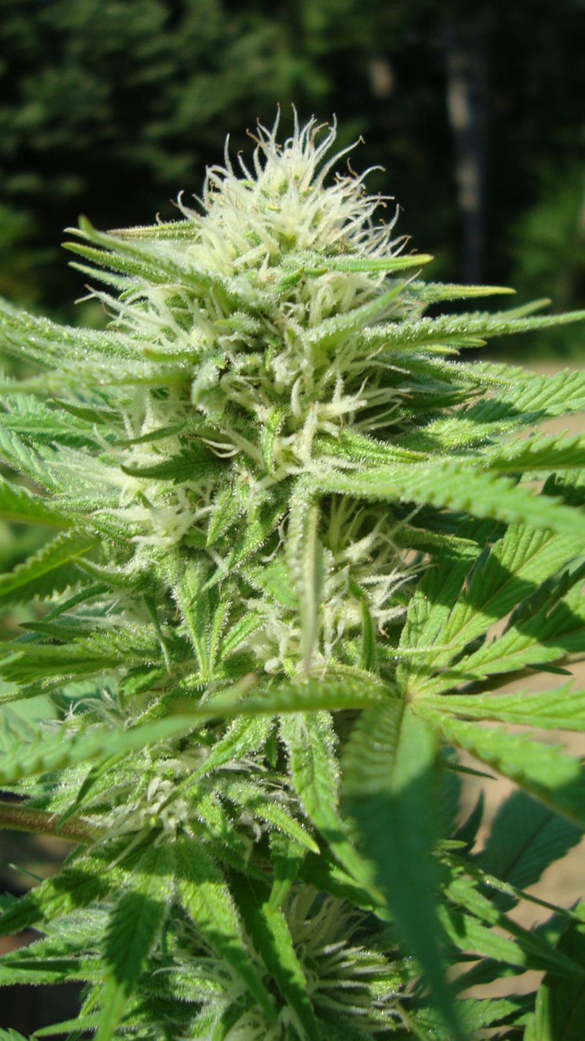Featured Plant Image