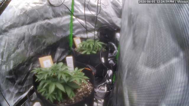 MACE WINDU II plant image