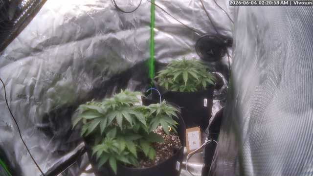 MACE WINDU II plant image