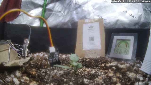 MACE WINDU II plant photo