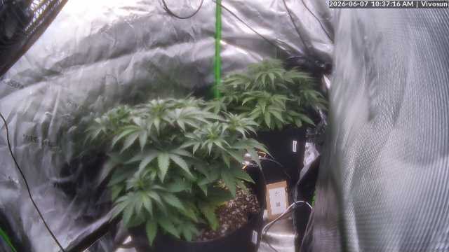 Gnomish Skunk plant photo