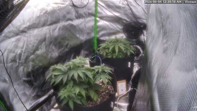 MACE WINDU II plant image