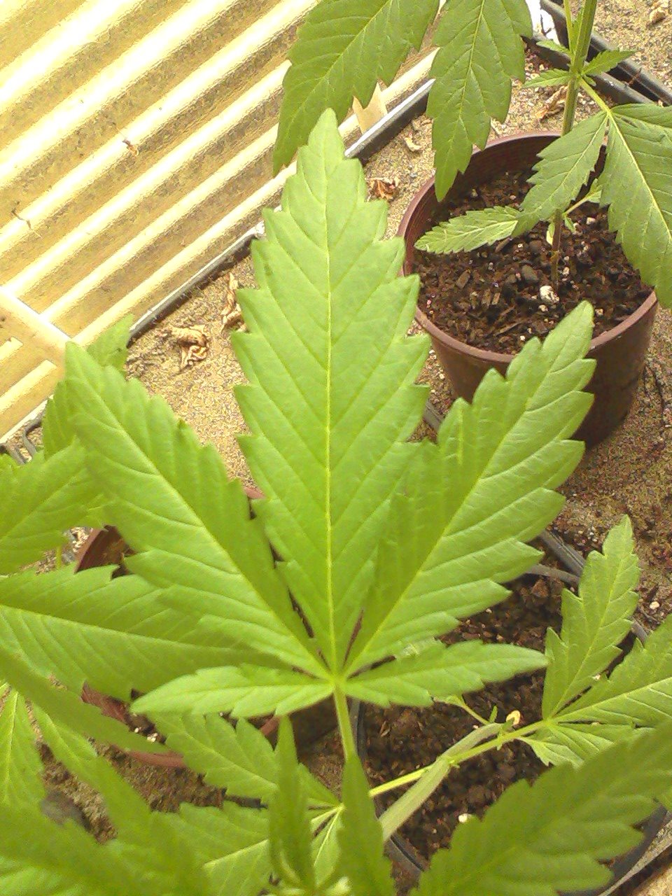 Plant Image