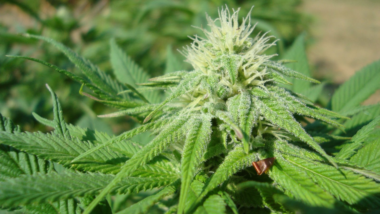 Featured Plant Image