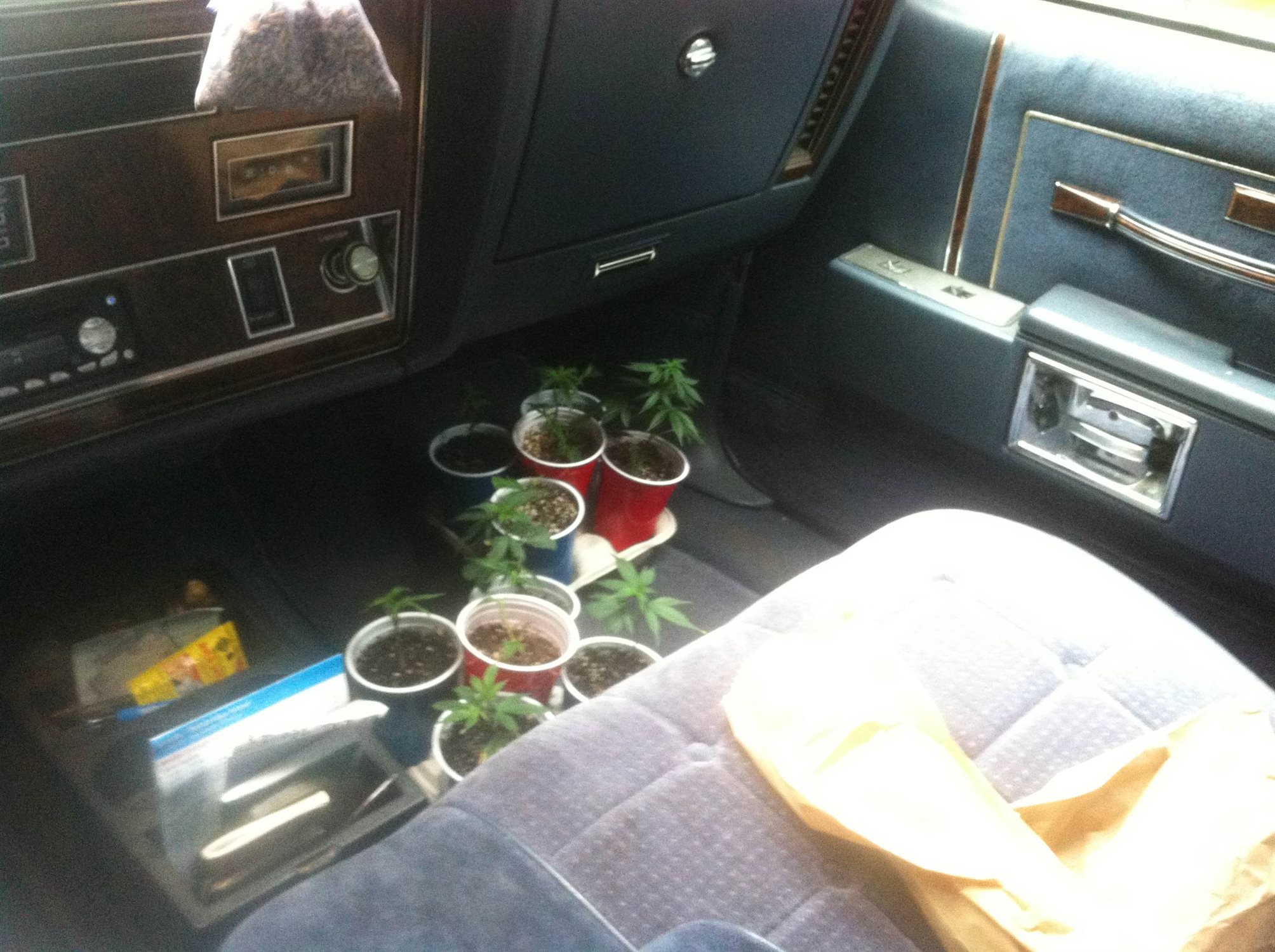 Cheese plant photo