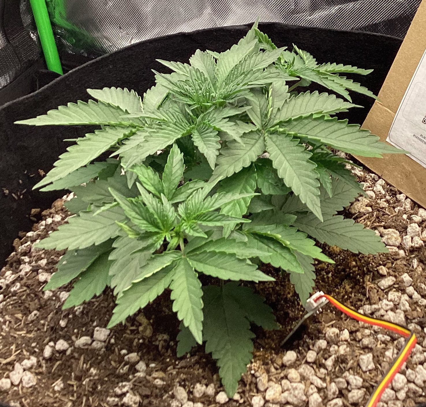 THAI Windu II plant photo