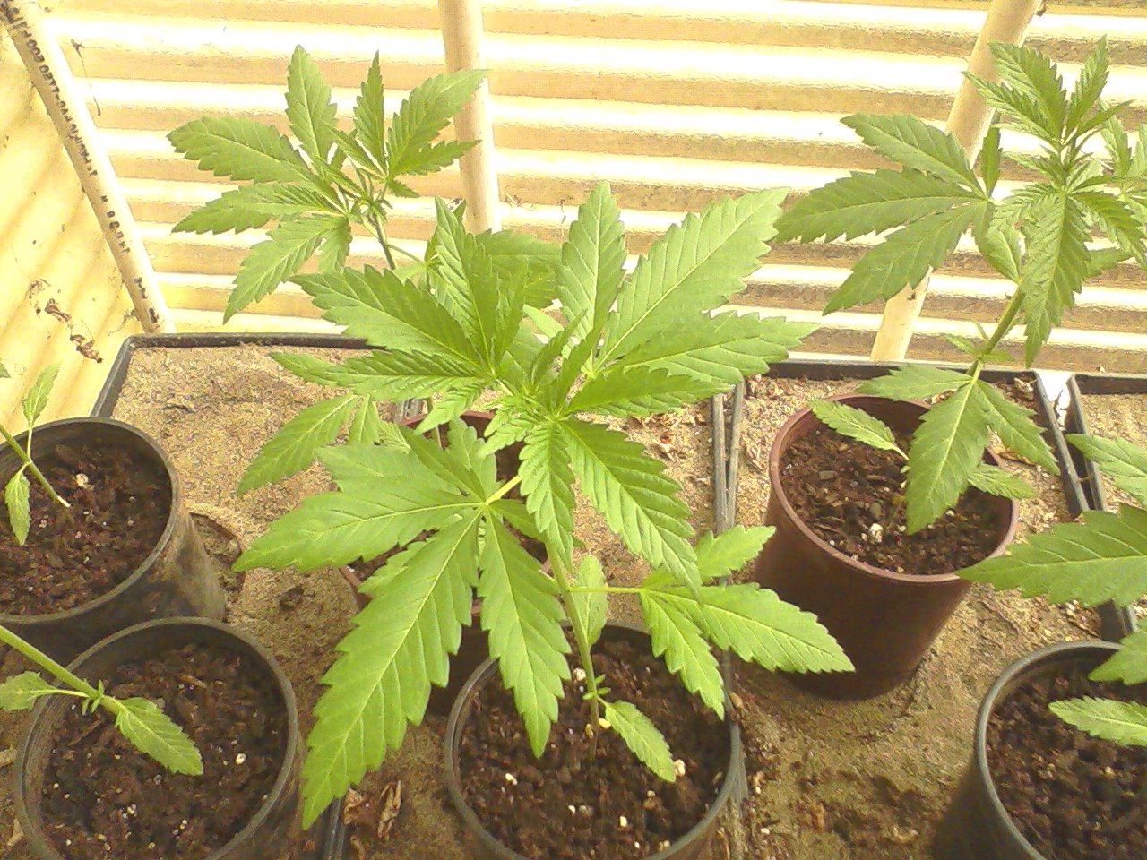 Jelly Breath plant photo
