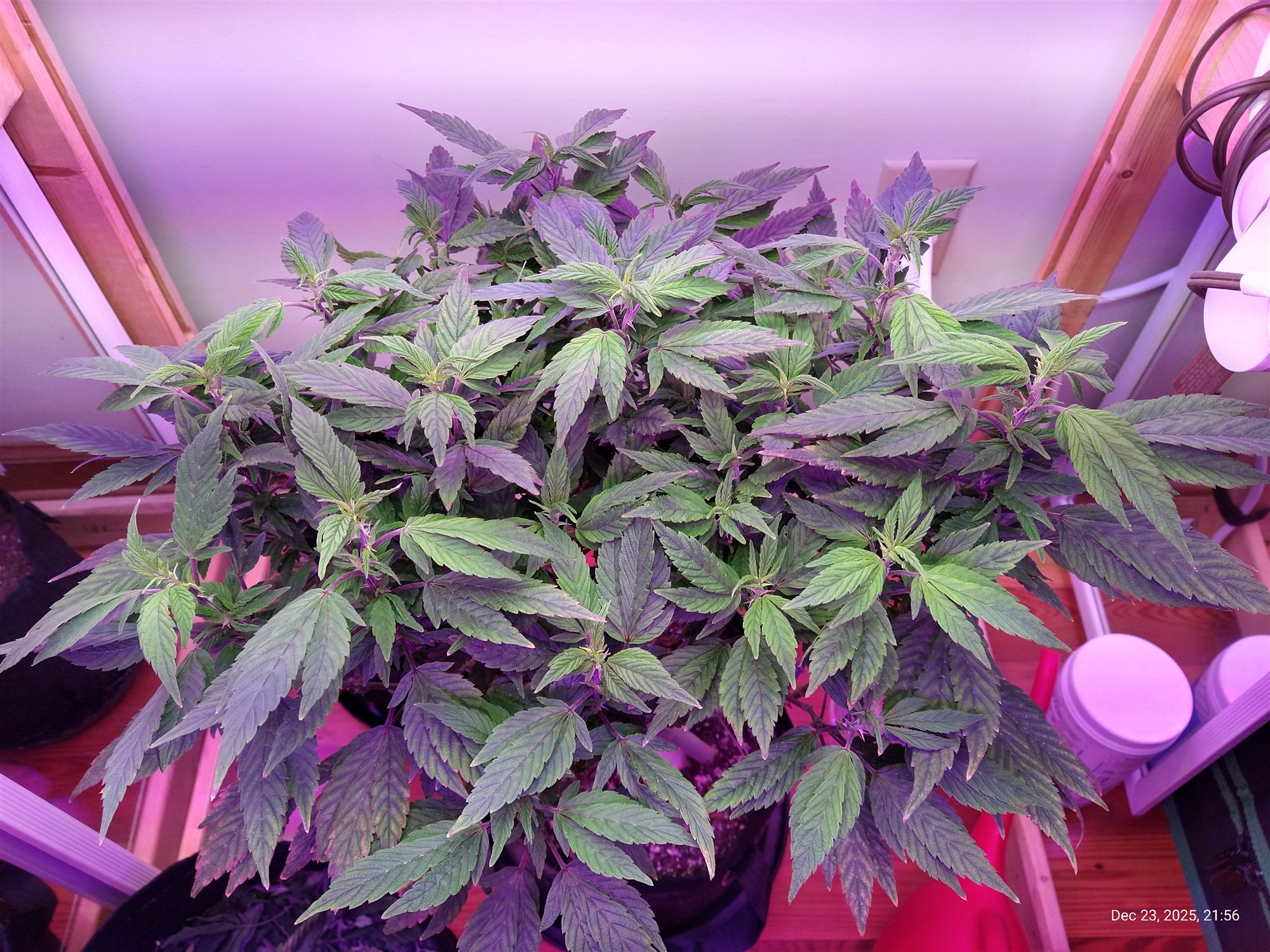 Featured Plant Image