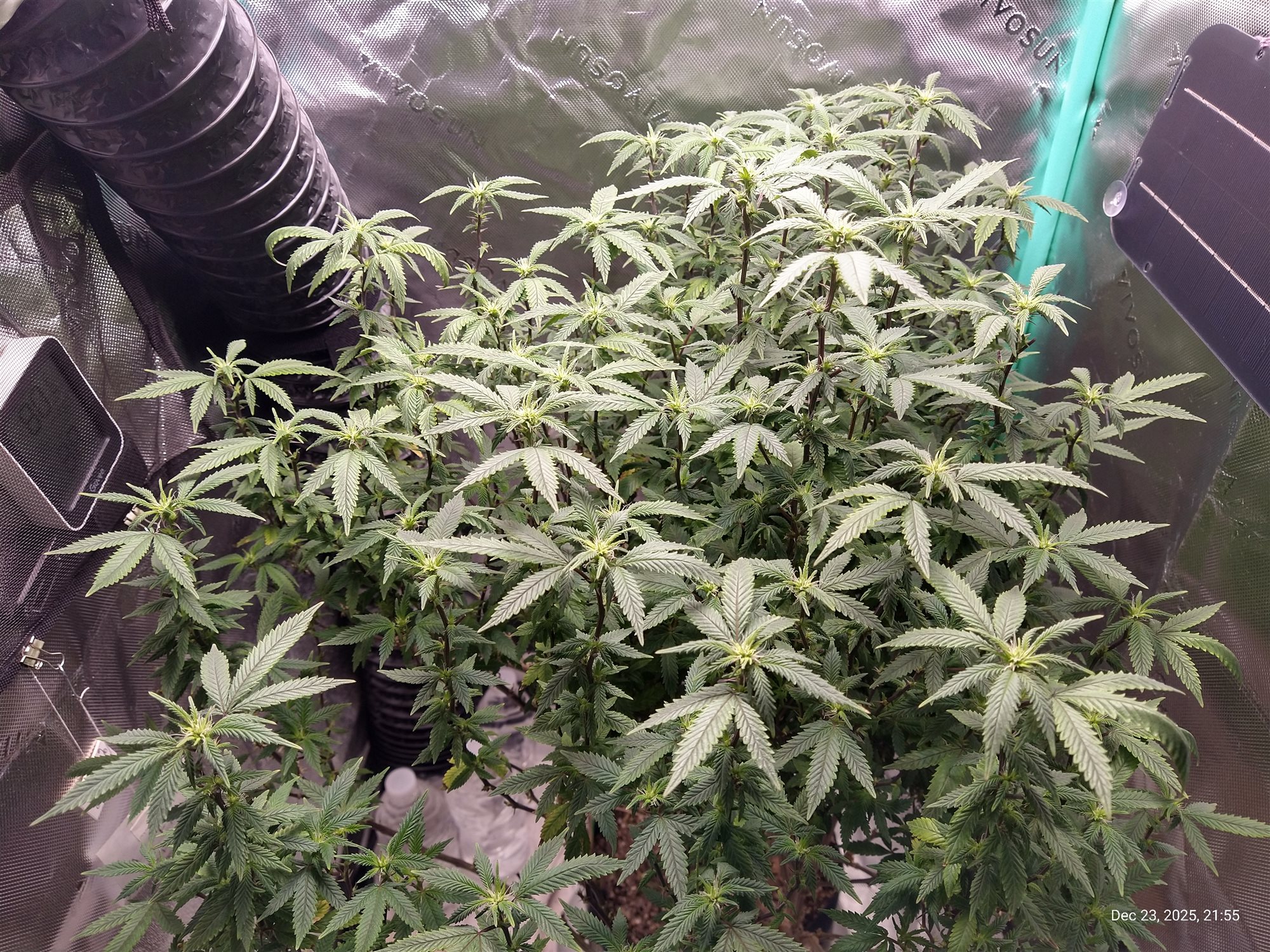 Featured Plant Image