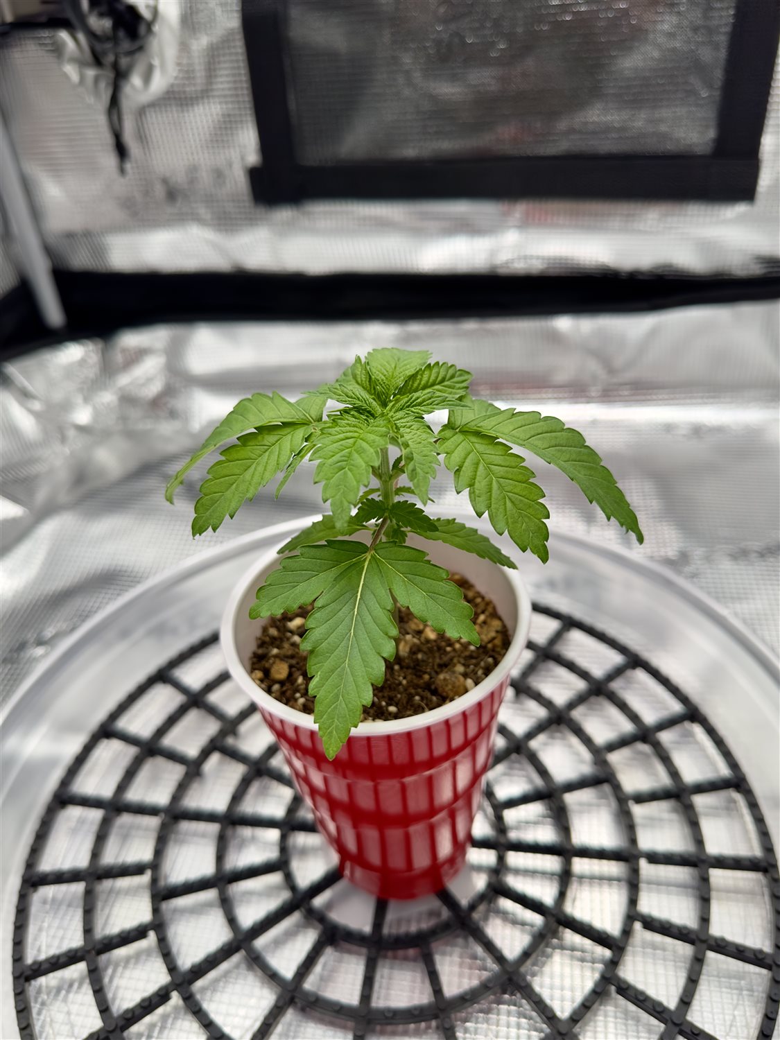 Featured Plant Image