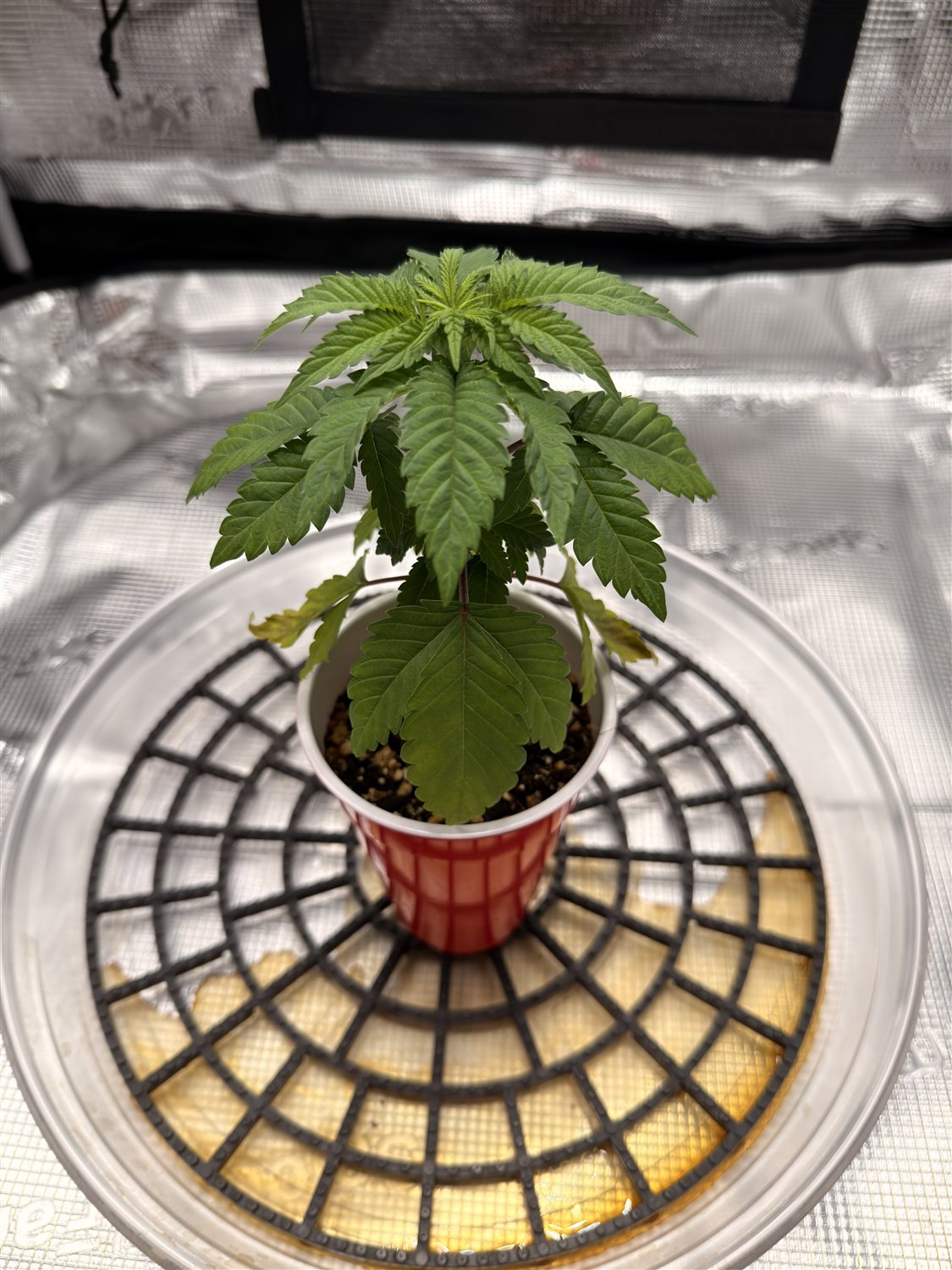 Featured Plant Image