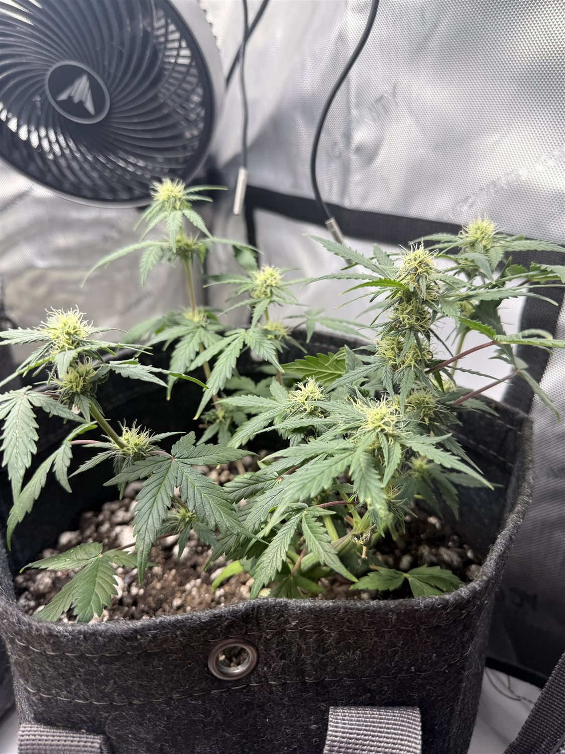 Featured Plant Image