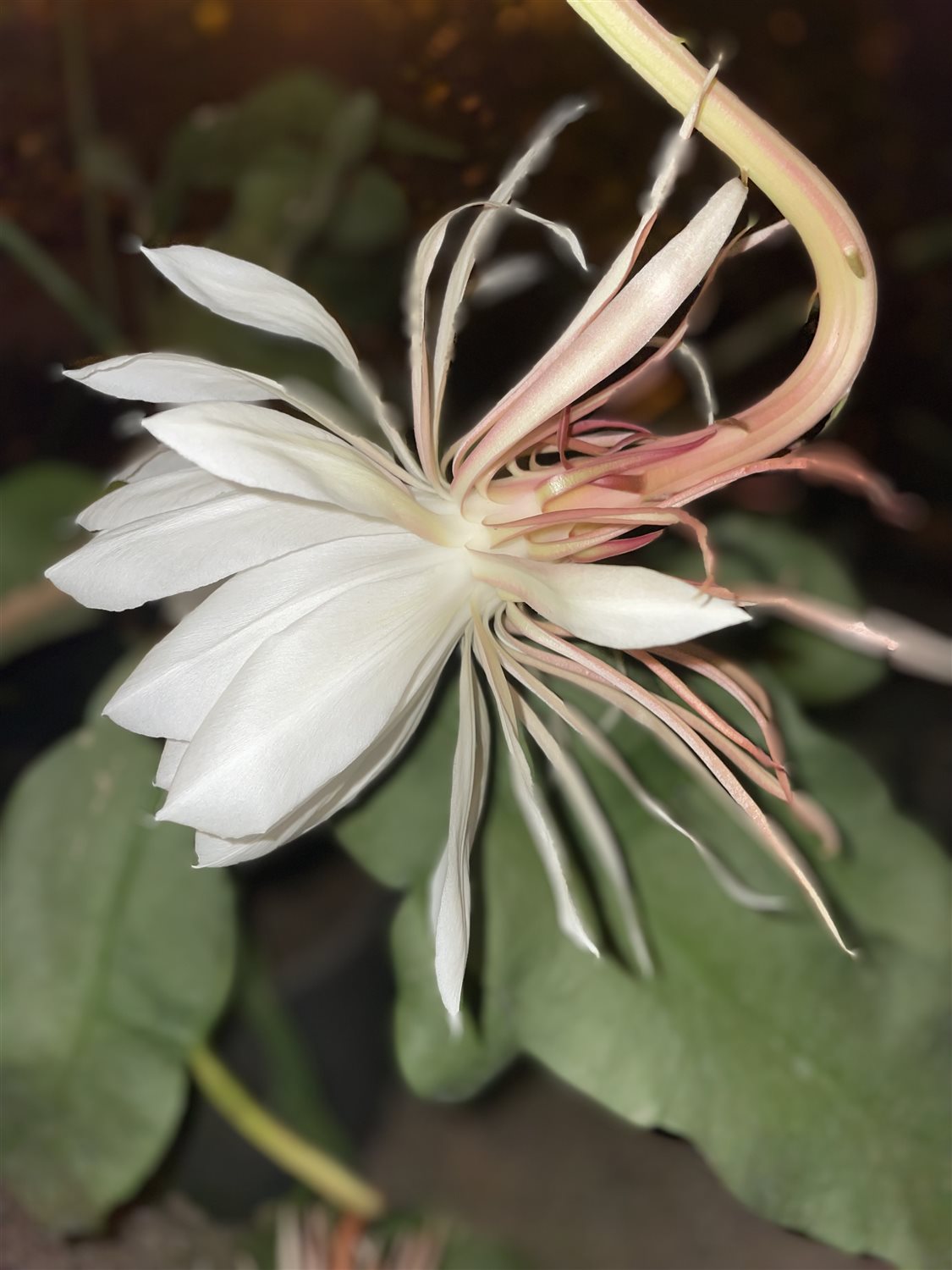 Featured Plant Image