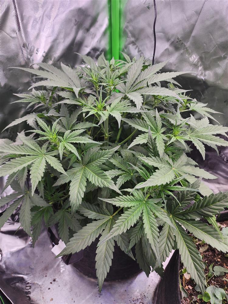 Featured Plant Image