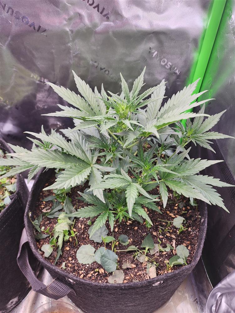 Featured Plant Image